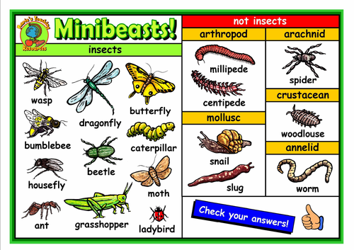 Minibeasts Classification Activity 