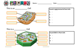 Cells And Tissues Worksheet - Worksheet List