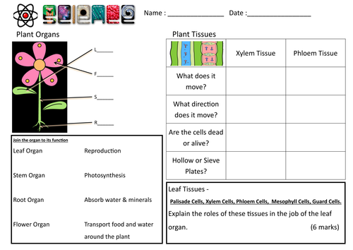 Cells / Tissues / Organ Systems - Pupil Worksheet Bundle - BIOLOGY