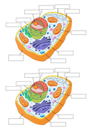 Eukaryotic cells AS level | Teaching Resources