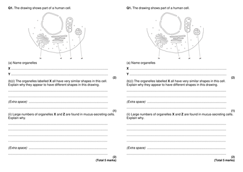 Eukaryotic cells AS level