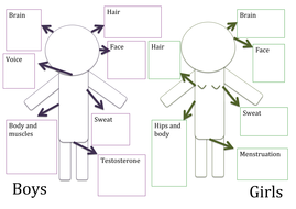 animals including humans topic year 5 by amy092 teaching resources tes