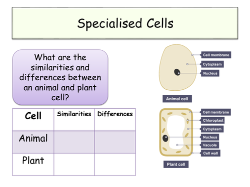 Specialised Cells