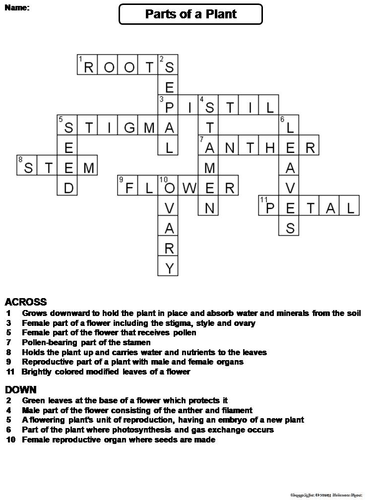 Parts of a Plant Crossword Puzzle Teaching Resources