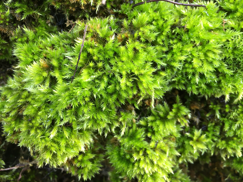 Moss teaching resources
