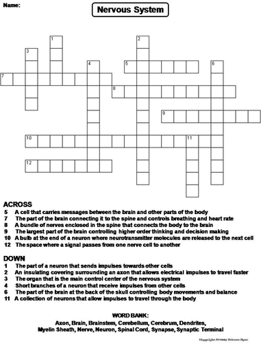 Nervous System Crossword Puzzle Teaching Resources