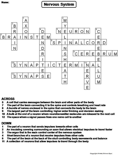 Nervous System Crossword Puzzle Teaching Resources