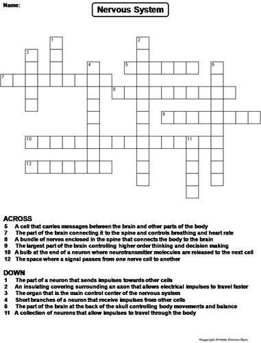 Nervous System Crossword Puzzle