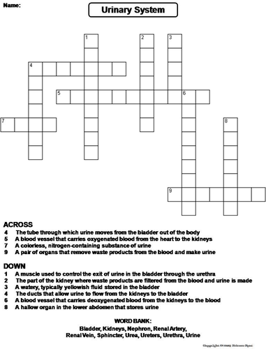 Urinary System Crossword Puzzle Teaching Resources