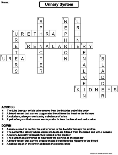 Urinary System Crossword Puzzle Teaching Resources