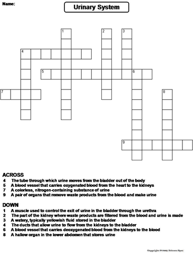 Urinary System Crossword Puzzle