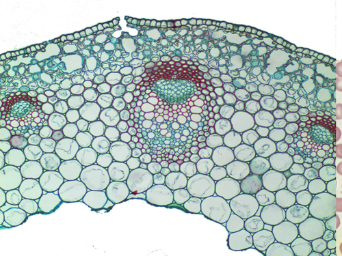 OCR A level Biology - Module 2 - chapter 2 lesson 5 - cytoskeleton