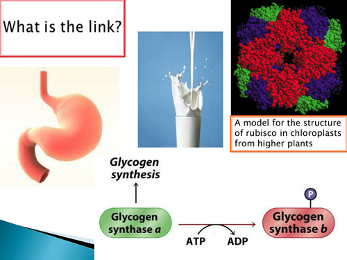 OCR A level Biology Module 2 - chapter 3 - structure of proteins lesson