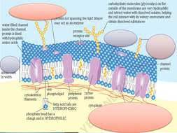 NEW SPEC - OCR A level Biology - Module 2 - chapter 5 - Plasma ...