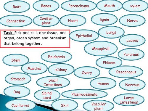 NEW SPEC - OCR A level Biology - Module 2 - chapter 6 - cell division - specialised cells