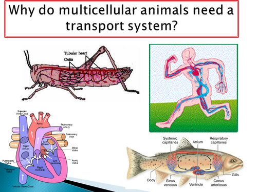 NEW SPEC - A level biology - OCR - Module 3 - chapter 8 - transport in animals - theory & practical