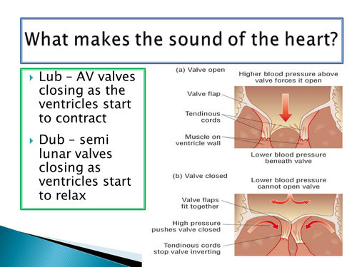 NEW SPEC - A level biology - OCR - Module 3 - chapter 8 - transport in animals - cardiac cycle