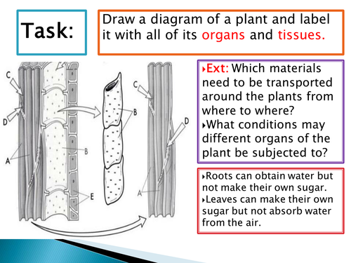 NEW SPEC - A level biology - OCR - Module 3 - chapter 9- transport in plants - Dicots