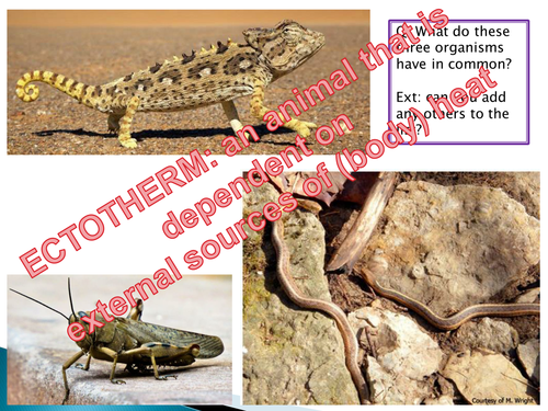 NEW SPEC - A level Biology - Module 5 - Communication - Chapter 1 - Ectotherms