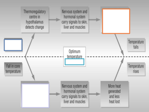 NEW SPEC - A level Biology - Module 5 - Communication - Chapter 1 - Endotherms