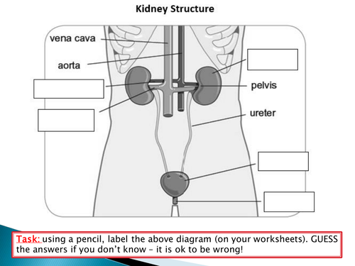 NEW SPEC - A level Biology - Module 5 - Comm & Excretion - Chapter 2 - Kidney