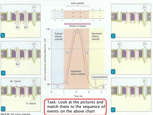 NEW SPEC A level biology - Module 5 - Chapter 3 -Action potential Saltatory Conduction