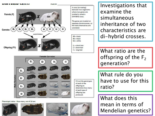 NEW SPEC - A level bio - OCR - Module 6 Genetics - Chapter 2 Inheritance - Dihybrid & multiple allel