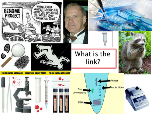 NEW SPEC - A level bio - OCR - Module 6 Genetics - Chapter 3 Genomes- PCR