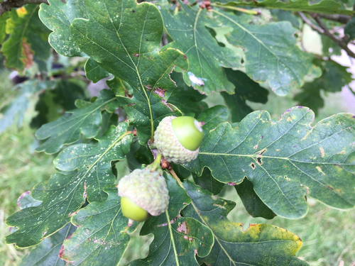 Oak Tree | Teaching Resources