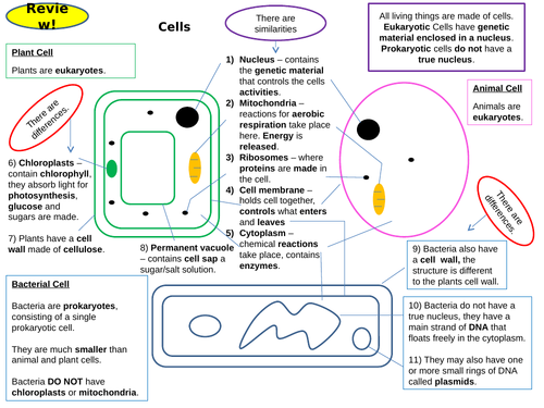 Cell Biology Topic 1 Full Set of Revision Card Activities for New AQA Biology GCSE