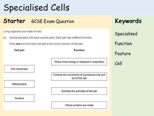 KS3 Cells - Lesson 4 - Specialised Cells | Teaching Resources