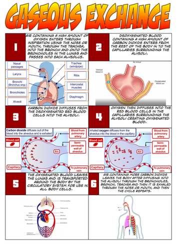 Edexcel 9-1 GCSE PE - Gaseous Exchange Comic Strip Example