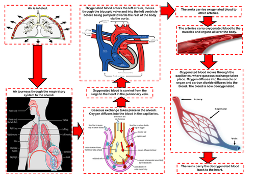 Edexcel 9-1 GCSE PE - The Respiratory System - How the CV & Respiratory System Work Together