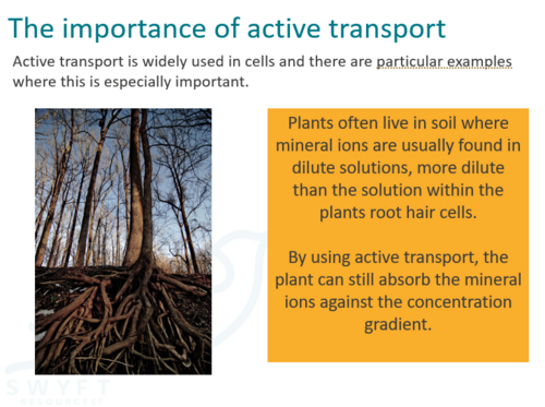NEW AQA Trilogy GCSE (2016) Biology - Active Transport | Teaching Resources