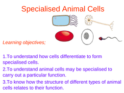 B1.4 Specialisation in Animal Cells NEW AQA | Teaching ...