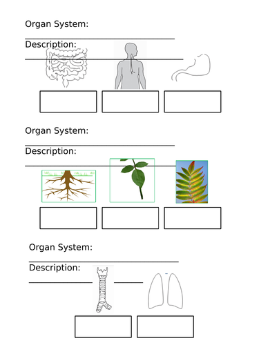 NEW AQA GCSE Biology - 'Organisation' lessons | Teaching Resources
