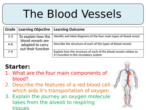 NEW AQA Trilogy GCSE (2016) Biology - Blood Vessels