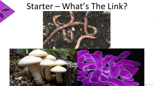 New AQA (9-1) GCSE Biology Ecology - Organisation of an Ecosystem (4.7. ...