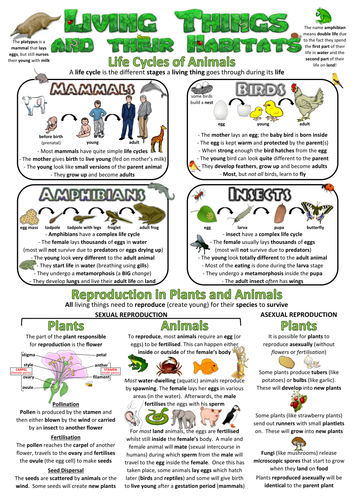 Year 5 Science Posters/Revision Sheets | Teaching Resources