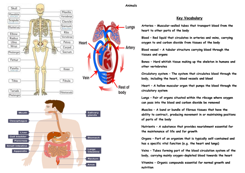 Year 5/6 Science Knowledge Organisers (Upper KS2)