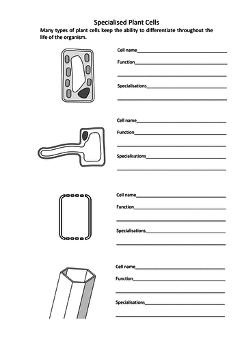 NEW GCSE SPEC - B1 - Specialised plant cells | Teaching Resources