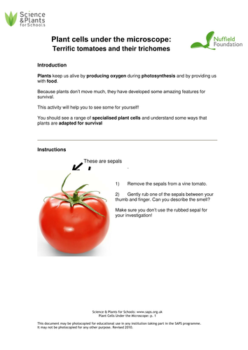 NEW GCSE SPEC - B1 - Specialised plant cells | Teaching Resources