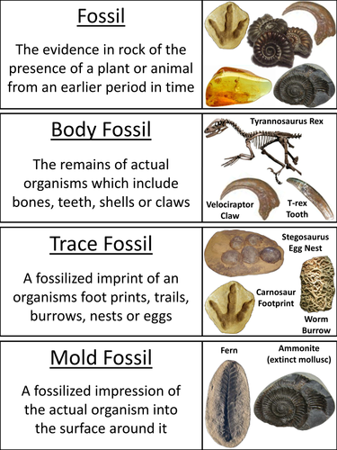 Types of Fossils Word Wall Cards | Teaching Resources