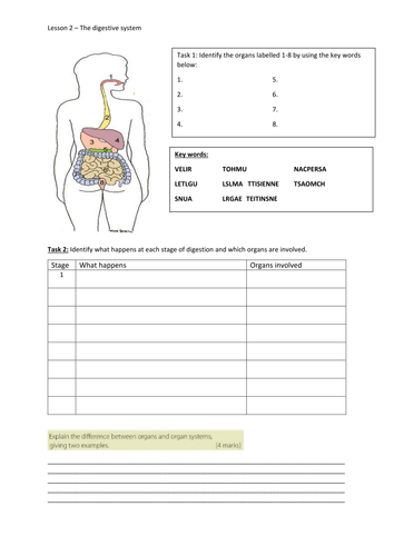 GCSE NEW SPEC - B3- Organisation & the divestive system - Lesson 1 human digestive system