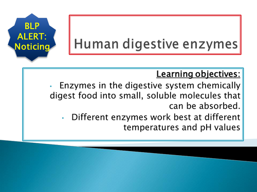 GCSE NEW SPEC -B3 - Organisation & digestion - Bile and digestive enzymes - combined lesson