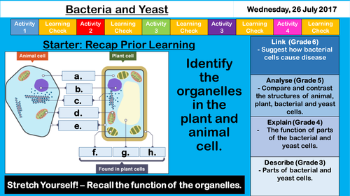 Bacteria and Yeast - NEW AQA KS3