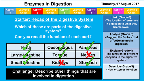 Enzymes - NEW AQA KS3/GCSE