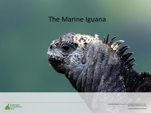 Variation between species - The Marine Iguana (Galapagos study ...