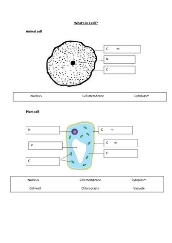 Activate 1 KS3 Biology Cells Animal cells | Teaching Resources