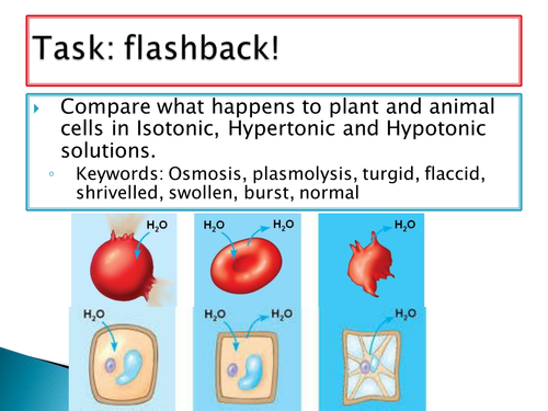 GCSE NEW SPEC - B8 - Photosynthesis - lesson 1 photosynthesis intro